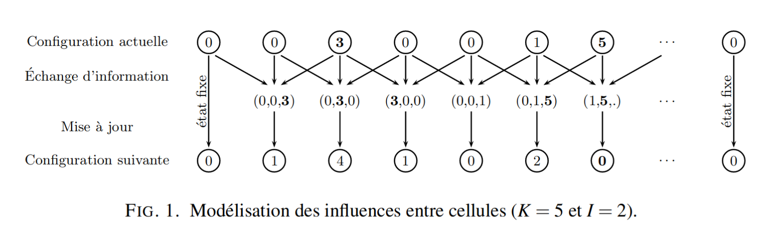 Figure 1 : tissu cellulaire en ligne, K=5 et I=2